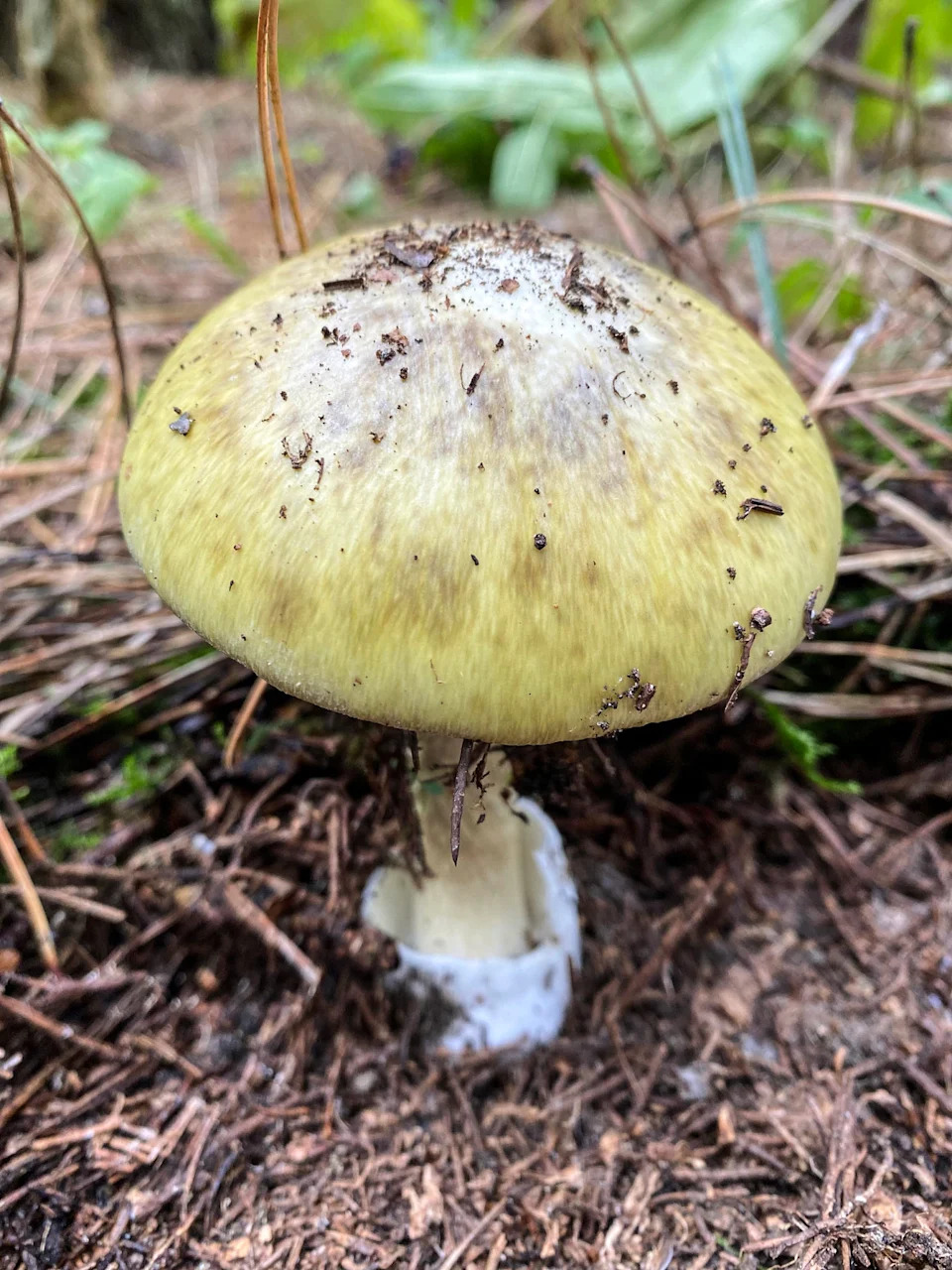 Deadly 'Death Cap' Mushroom Cluster in California: Officials Urge Stop to Foraging - Image 1