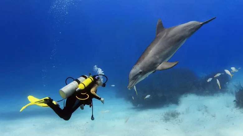 DolphinGemma: The New AI Bringing Humans Closer to Understanding Dolphin Speech - Image 1