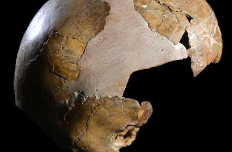 Neandertalci Selektivno Ciljani Za Kanibalizam u Goyetu, Novo Istraživanje Pokazuje