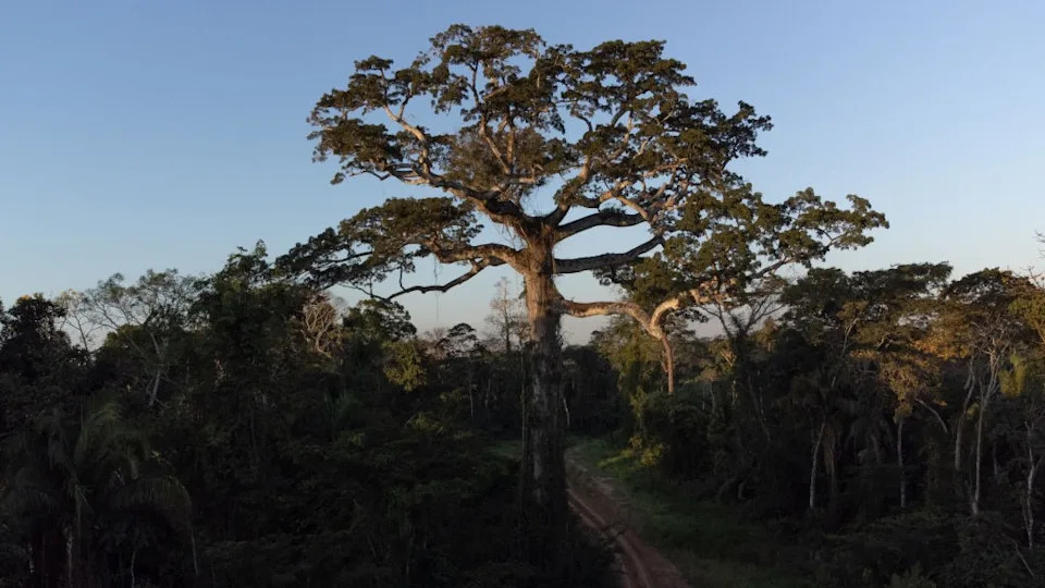 Amazonija Kliže Ka 'Hipertropskoj' Klimi — Drveće Može Masovno Pognuti