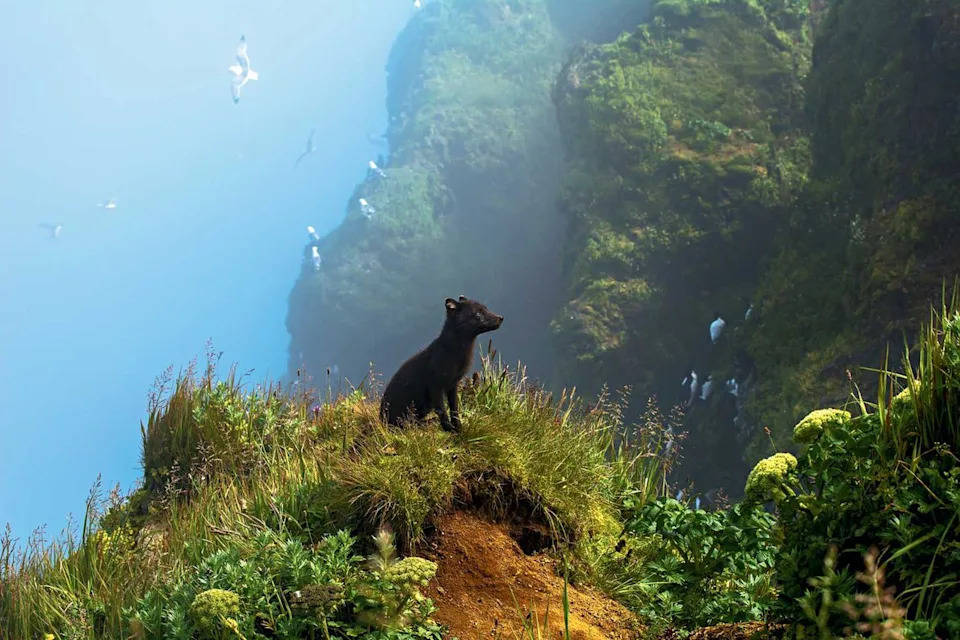 Fairytale-Like Blue Arctic Fox Photo Wins 2025 National Wildlife Photo Contest — Kathleen Borshanian Takes Grand Prize - Image 1