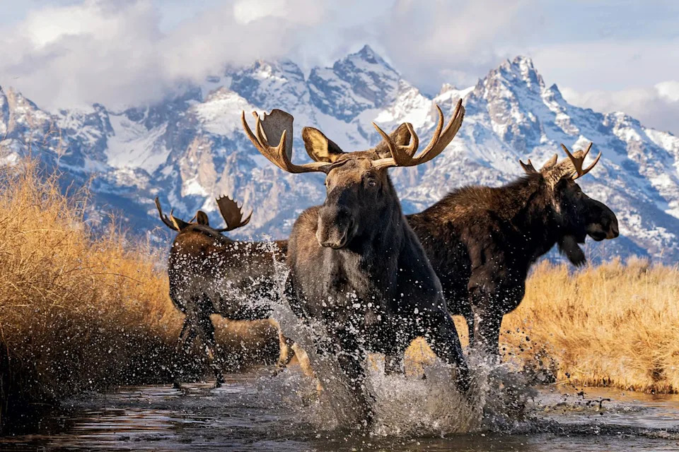Fairytale-Like Blue Arctic Fox Photo Wins 2025 National Wildlife Photo Contest — Kathleen Borshanian Takes Grand Prize - Image 2