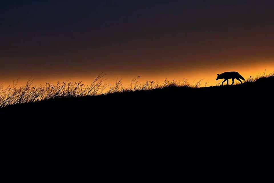Fairytale-Like Blue Arctic Fox Photo Wins 2025 National Wildlife Photo Contest — Kathleen Borshanian Takes Grand Prize - Image 3