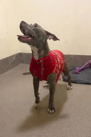 Abandoned and Saved: Binny the Pit Bull Found Tied Inside a Zipped Suitcase in a Dumpster — Now Recovering - Image 1