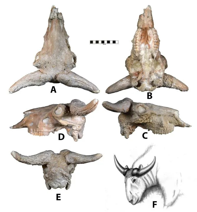 Ice Age Muskox Relative, Speleotherium logani, Identified From Carlsbad Caverns Fossils - Image 1
