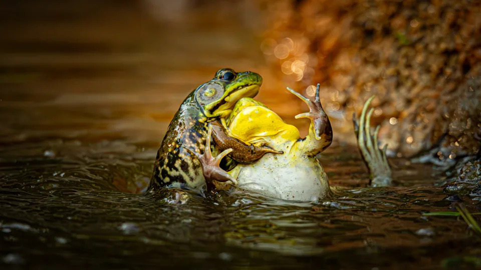Nikon’s Funniest Wildlife Photos 2025: 16 Hilarious Winners From a Record 10,000 Entries - Image 13