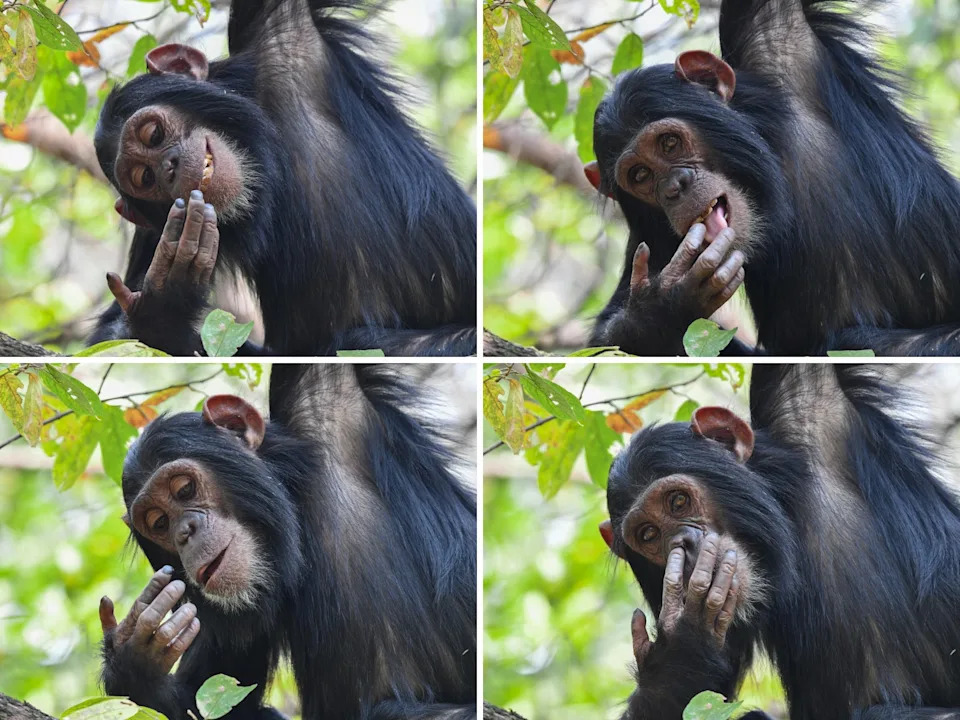 Nikon’s Funniest Wildlife Photos 2025: 16 Hilarious Winners From a Record 10,000 Entries - Image 15