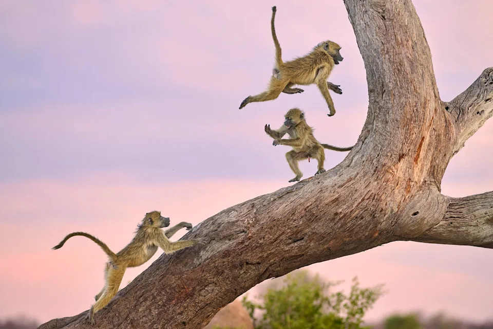 Nikon’s Funniest Wildlife Photos 2025: 16 Hilarious Winners From a Record 10,000 Entries - Image 4