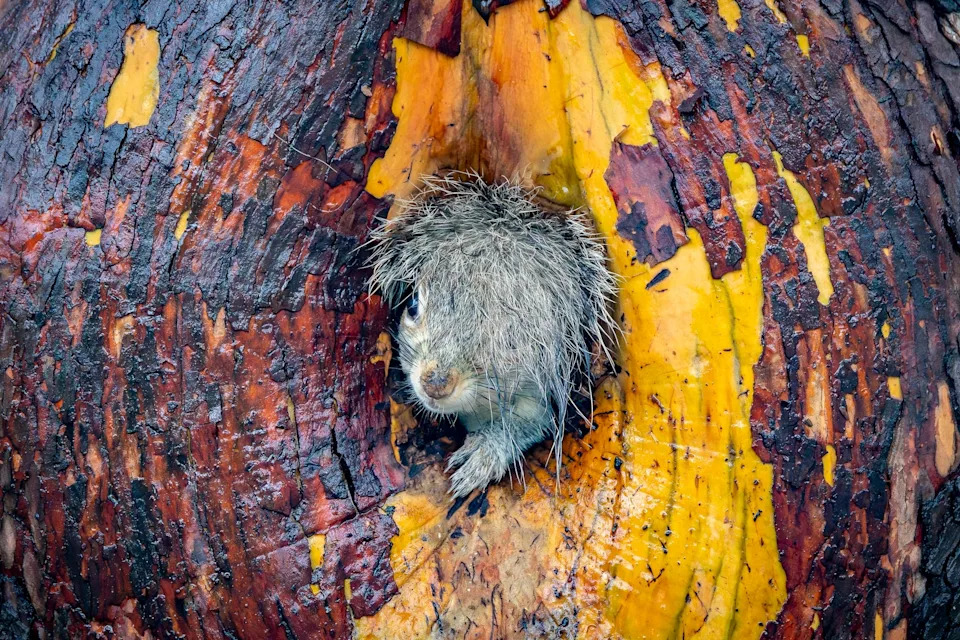 Nikon’s Funniest Wildlife Photos 2025: 16 Hilarious Winners From a Record 10,000 Entries - Image 5