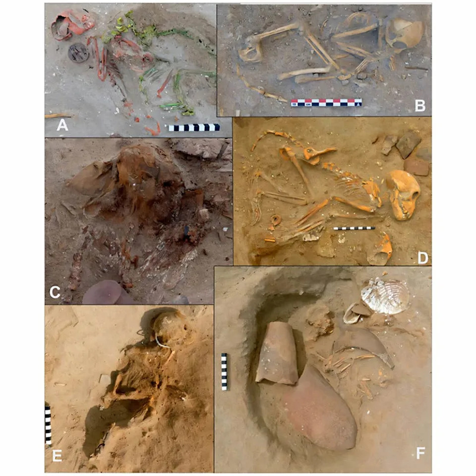 Roman Officers’ Cherished Pets: Dozens of Macaque Burials Found at Berenike - Image 1