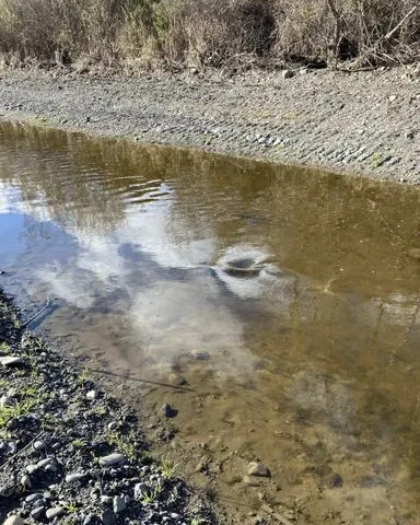 Chinook Salmon Return to Upper Alameda Creek After Nearly 70 Years as Restoration Reconnects 20+ Miles of Habitat - Image 2
