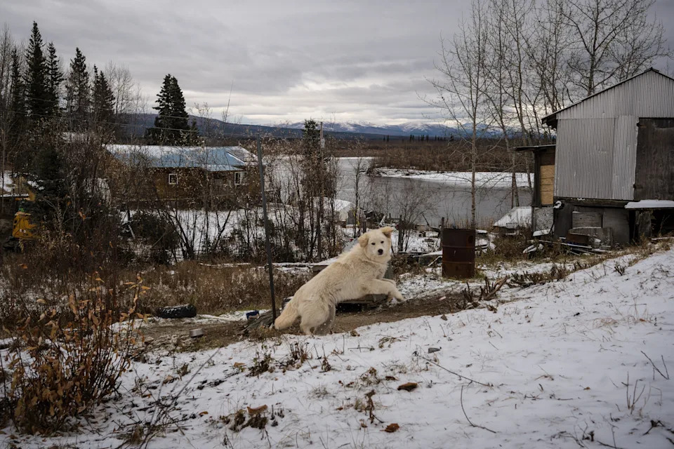 Ambler’s Crossroads: A 211‑Mile Mining Road Tests Alaska’s Arctic Communities and Wildlife - Image 16
