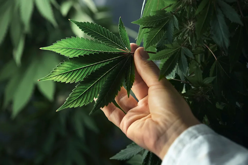 Natalie Portman Joins Uncaged Innovations as Strategic Partner; Hemp Leather and Heat‑Wear Innovations Gain Momentum - Image 1