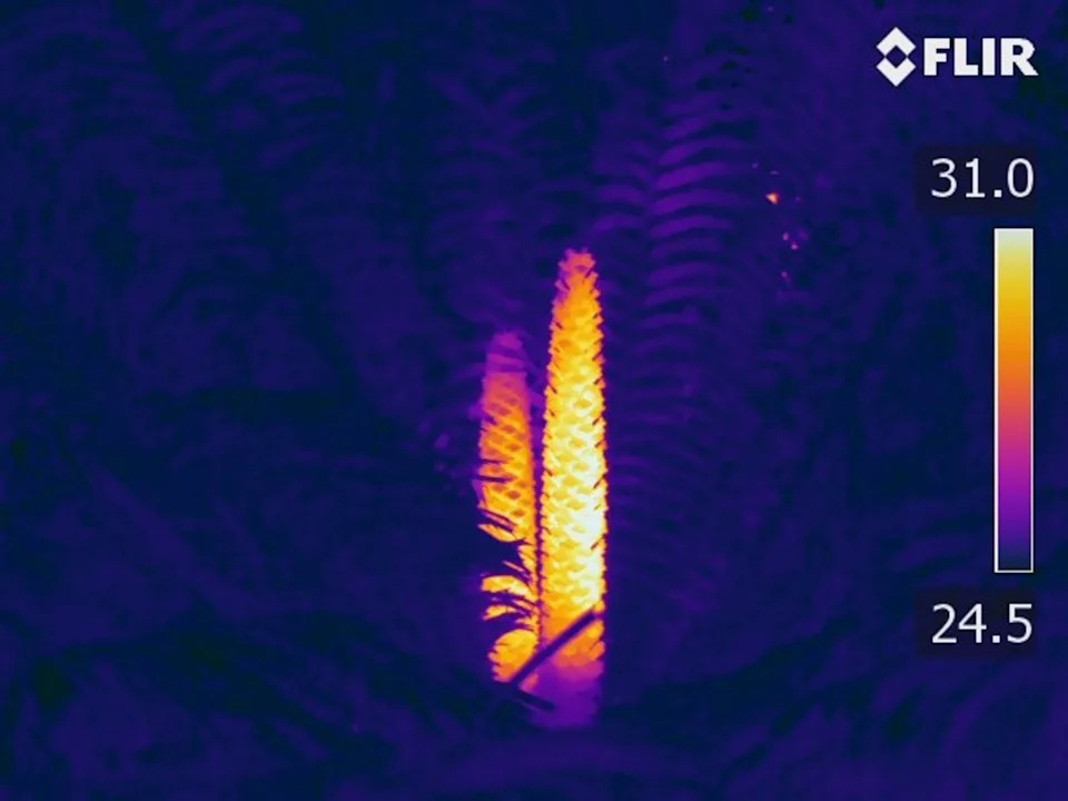 Ancient Cycads Warm Their Cones — Beetles Track the Infrared Signal - Image 1