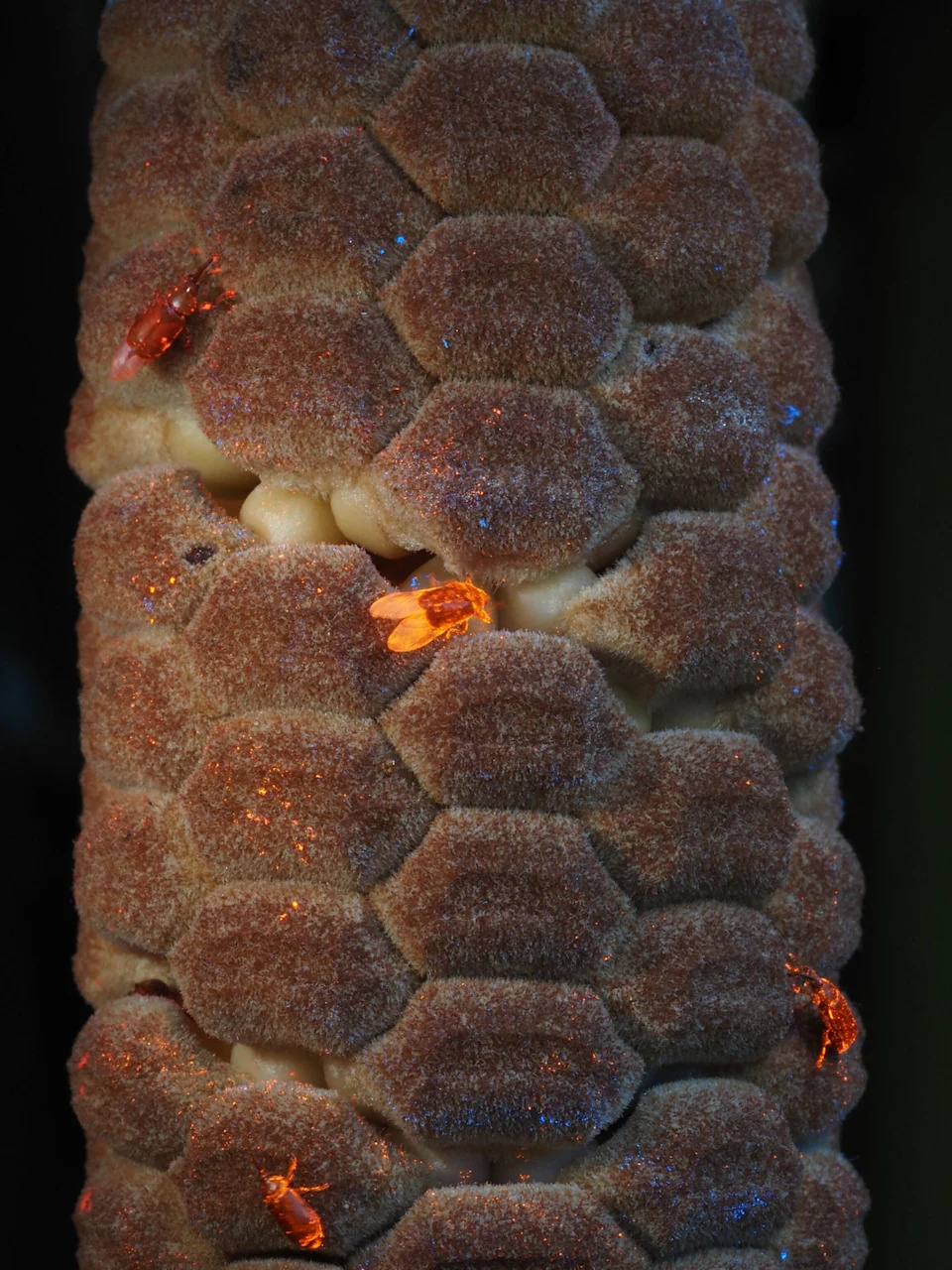 Ancient Cycads Warm Their Cones — Beetles Track the Infrared Signal - Image 2