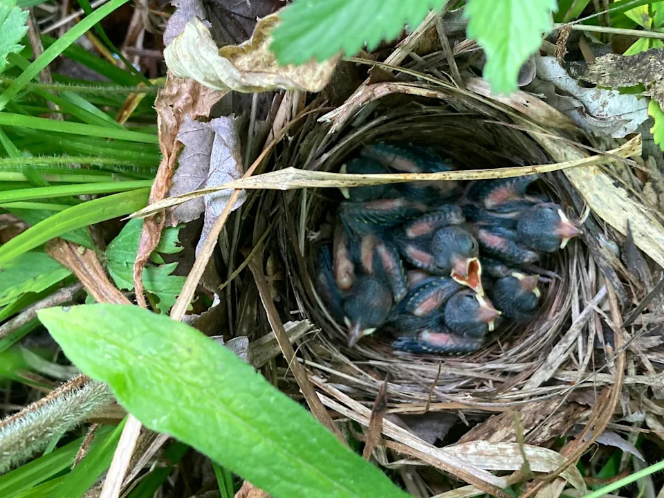 Warblers Borrow Color Genes From Neighbors: How Songbirds Swap Plumage Traits Across Species - Image 2
