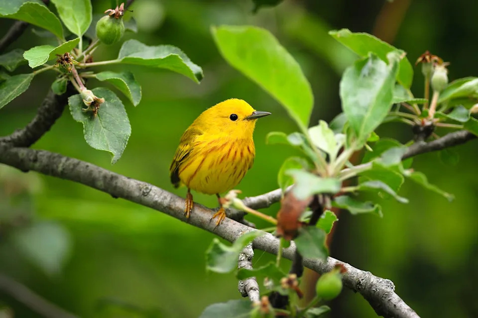 Warblers Borrow Color Genes From Neighbors: How Songbirds Swap Plumage Traits Across Species - Image 3