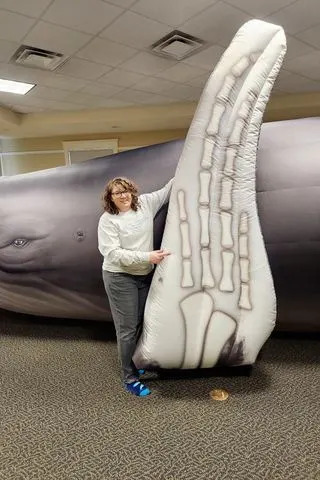 Inside the Whale: Maine Educator Turns Life-Size Inflatable Tribute to ‘Chunk’ Into a Traveling Conservation Classroom - Image 1