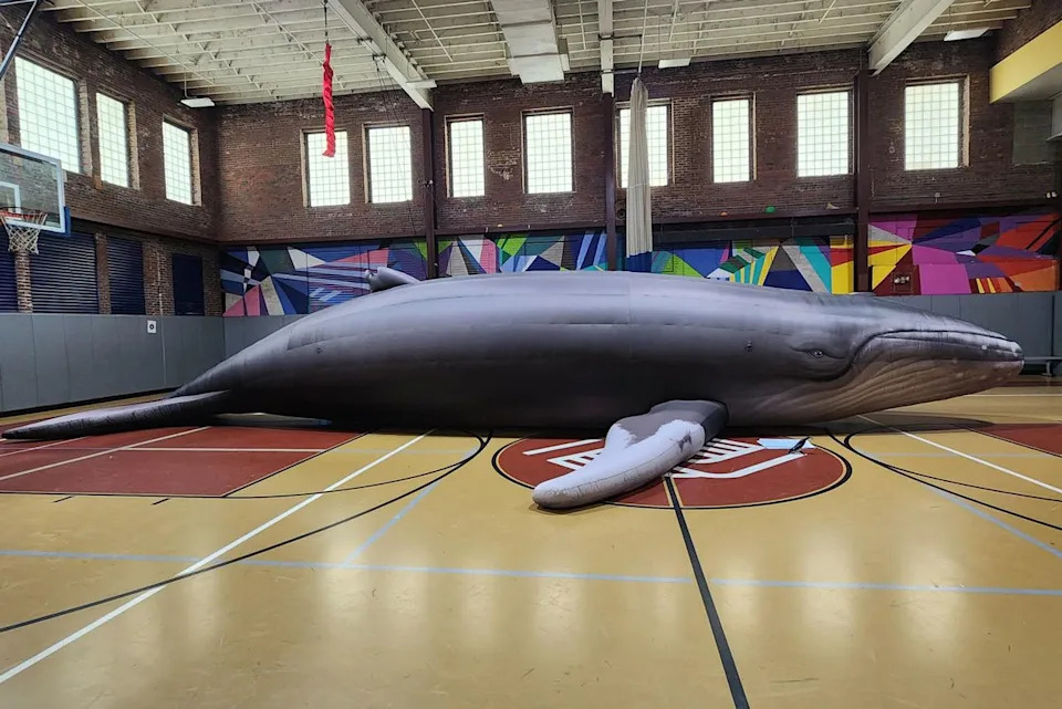 Inside the Whale: Maine Educator Turns Life-Size Inflatable Tribute to ‘Chunk’ Into a Traveling Conservation Classroom - Image 2