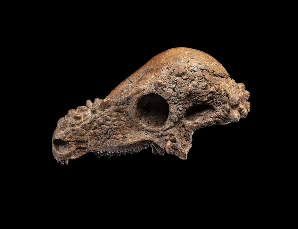Rare Pachycephalosaurus Skull Heads to Smithsonian — On View Dec. 22–28 - Image 1