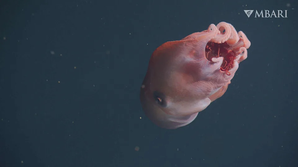 Rare Giant 'Seven-Armed' Octopus Spotted in Monterey Bay — Only Fifth MBARI Sighting in 35 Years - Image 1