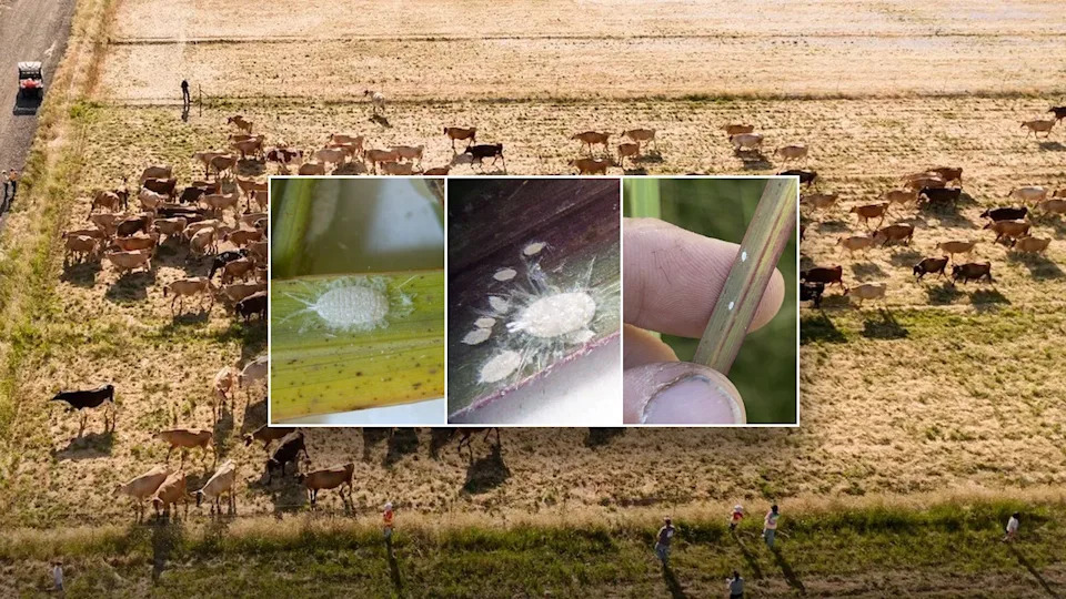 New Pasture Mealybug Detected in Texas — Over 20 Counties Affected, Officials Warn - Image 1