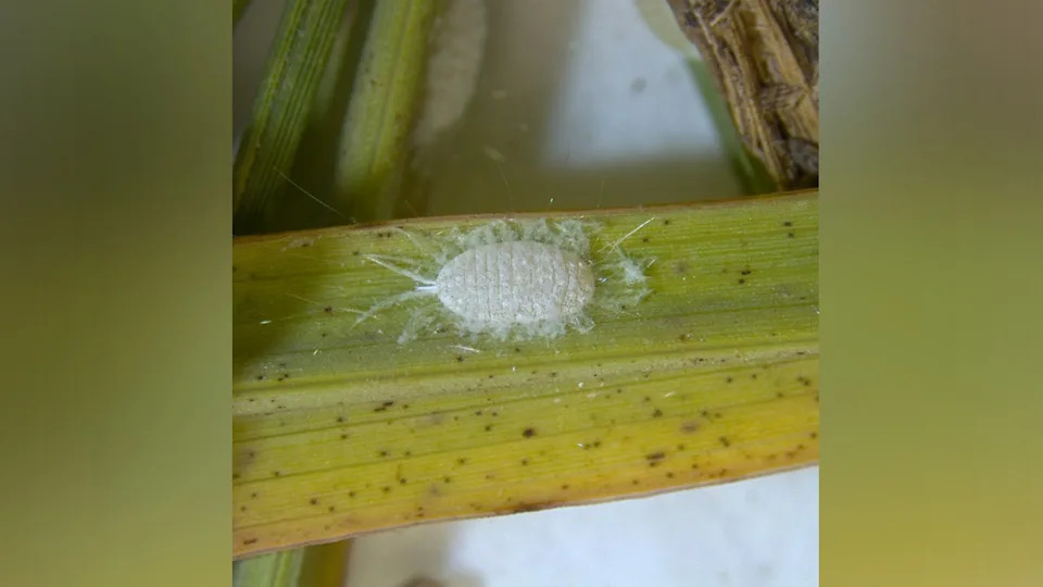 New Pasture Mealybug Detected in Texas — Over 20 Counties Affected, Officials Warn - Image 3