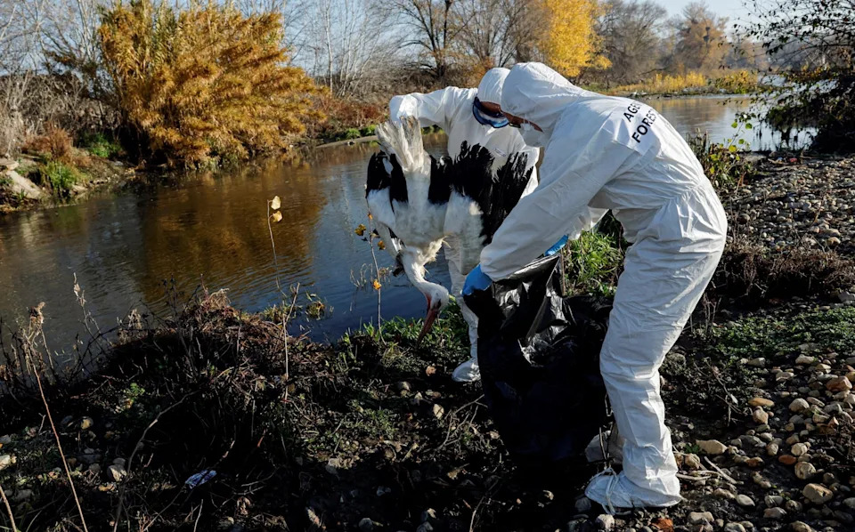 Around 400 Dead Storks Found Near Madrid Raise Fears Of More Virulent Bird Flu Strain - Image 1