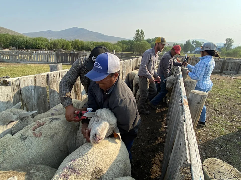 Utah State’s FlashTags Reduce Livestock Losses With Motion‑Activated Flashing Ear Tags - Image 1