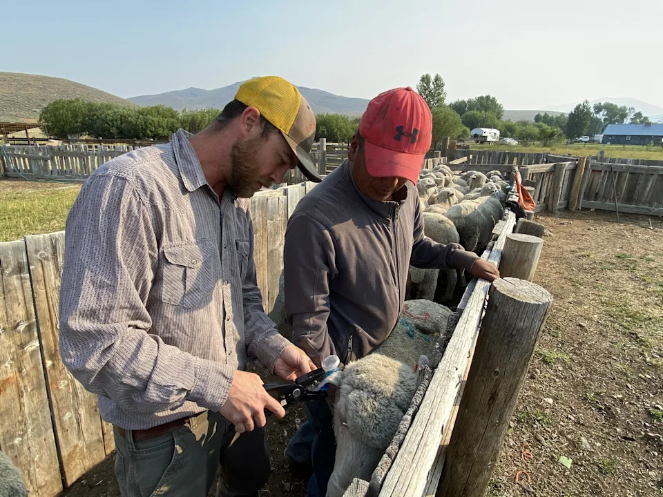 Utah State’s FlashTags Reduce Livestock Losses With Motion‑Activated Flashing Ear Tags - Image 3