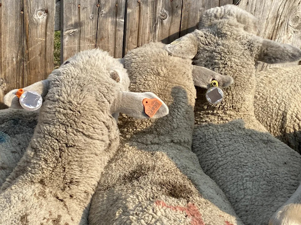 Utah State’s FlashTags Reduce Livestock Losses With Motion‑Activated Flashing Ear Tags - Image 4