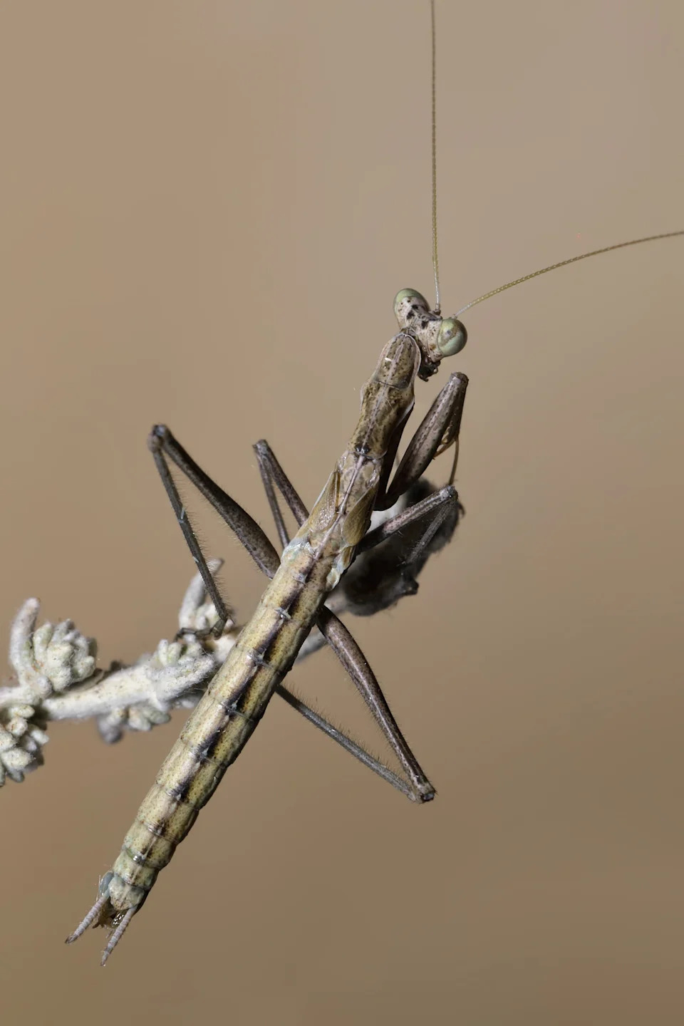 New 'Snake‑Tail' Dwarf Mantis Discovered: Males Perform Serpent‑Like Dance to Avoid Post‑Mating Death - Image 1