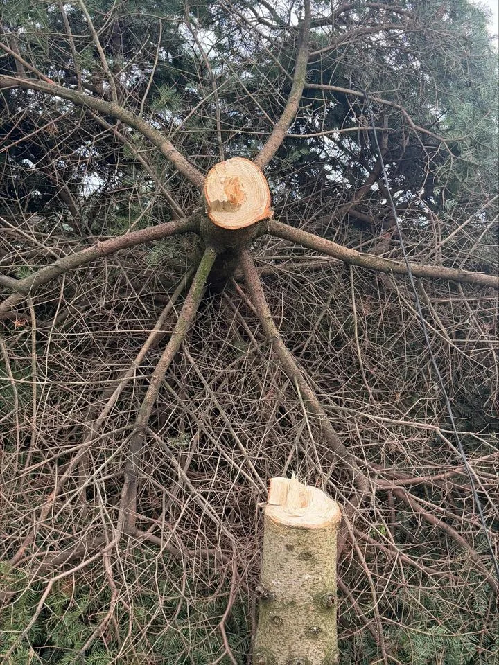 Chainsaw Vandals Fell WWI Memorial Christmas Tree After Village Light Switch-On in Shotton Colliery - Image 1
