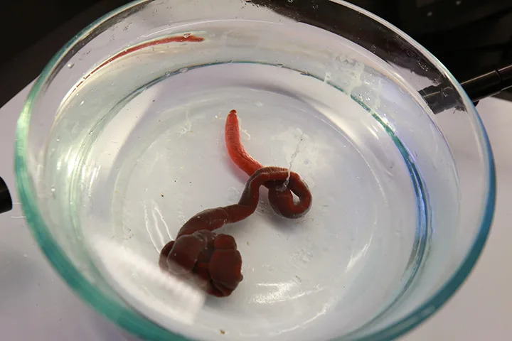 A Pet Ribbon Worm Sets a Longevity Record — 27 Years and Counting - Image 2