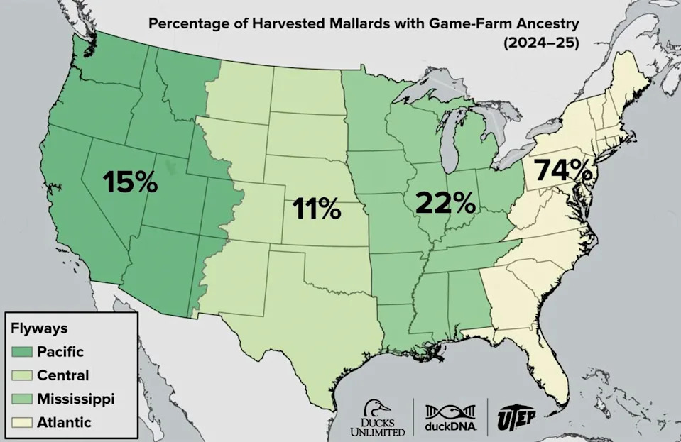 Most Atlantic Flyway Mallards Carry Game-Farm Genes — Only ~2% Are Fully Wild - Image 1