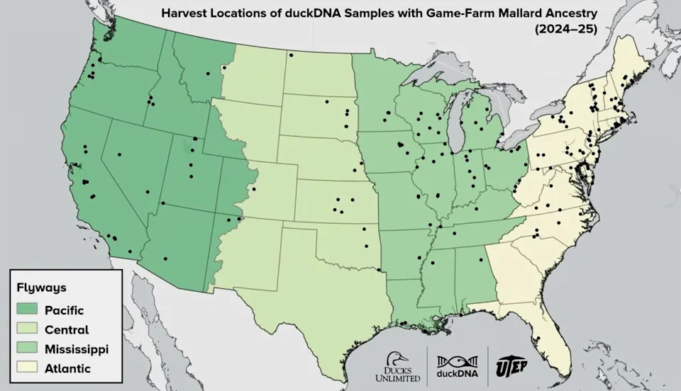 Most Atlantic Flyway Mallards Carry Game-Farm Genes — Only ~2% Are Fully Wild - Image 2