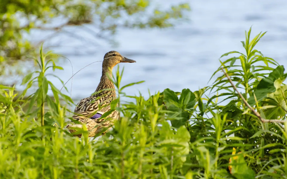 Most Atlantic Flyway Mallards Carry Game-Farm Genes — Only ~2% Are Fully Wild - Image 3