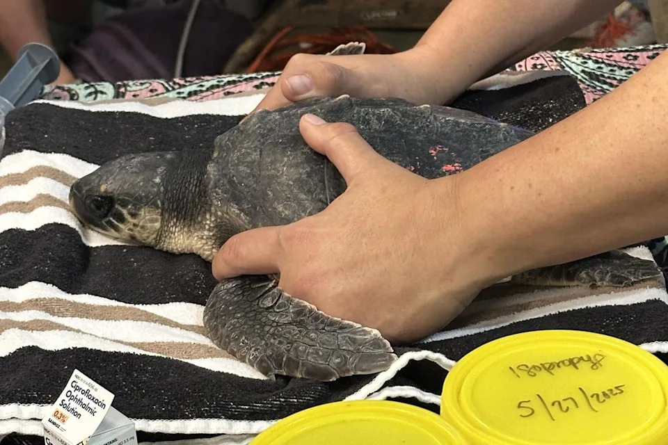35 Endangered Kemp’s Ridley Sea Turtles Rescued After Major Cold‑Stunning; Rehab Underway in New Orleans - Image 1