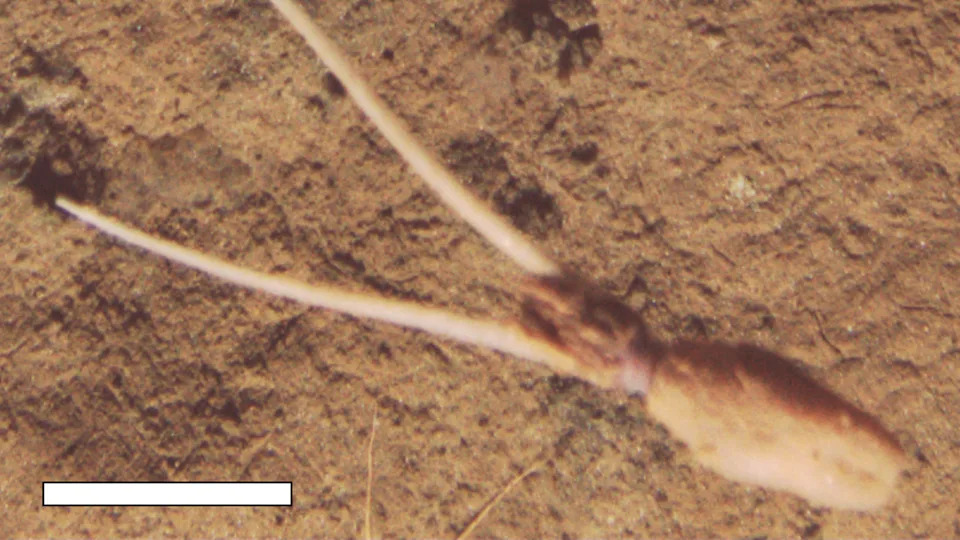 Upside-Down Trick: Unknown Deep-Sea Squid Buries Itself to Mimic Seafloor Life - Image 1