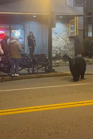 Gatlinburg Bear Encounters: Parade Crasher, Then A Man Patting A Bear Was Lunged At — Officials Warn - Image 1