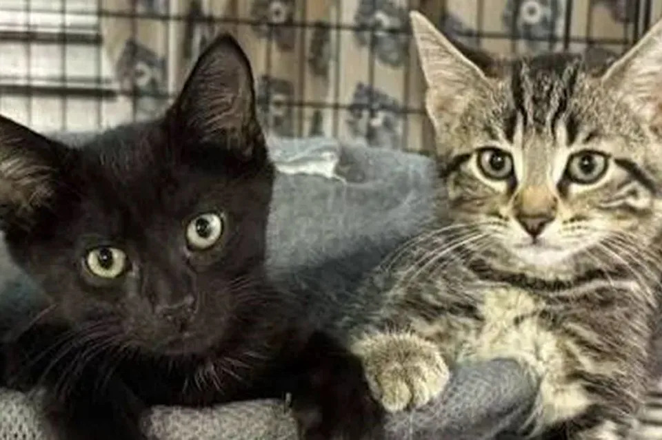 ‘Unimaginable Tragedy’: 31 Cats Killed in Fort Erie Sanctuary Fire — Survivors Receiving Care, Community Steps Up - Image 1