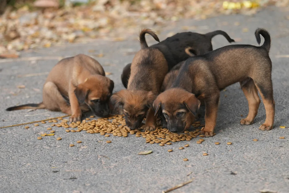 Thai Villagers Remain Behind to Guard Empty Homes as Border Clashes Force Mass Evacuations - Image 2