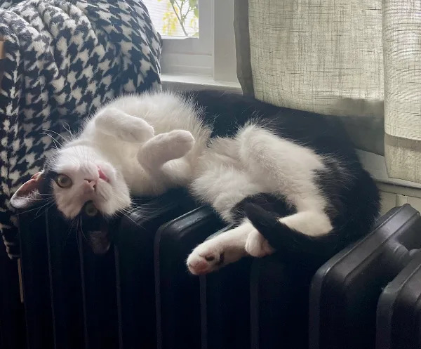 FTC Targets Illuminate After Massive 2021 Student Data Breach — Families Left With Little Legal Recourse - Image 4