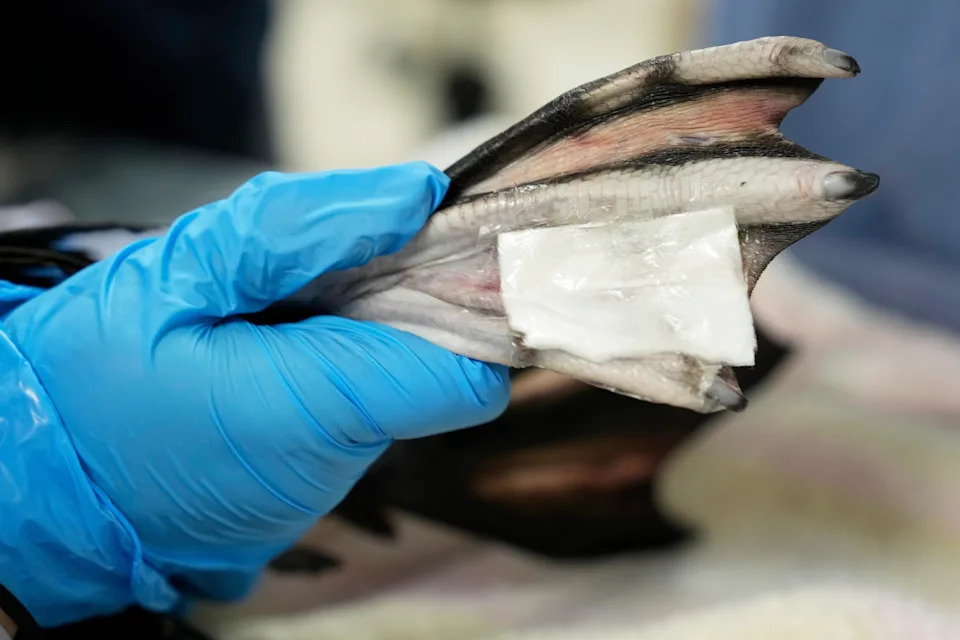 Maine’s Loons Rebound: Numbers Rise but Threats Persist - Image 3