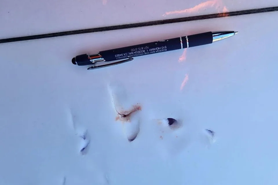 Surfer Bitten on Hand by Shark at North Salmon Creek; Later Self-Transports to Hospital - Image 1