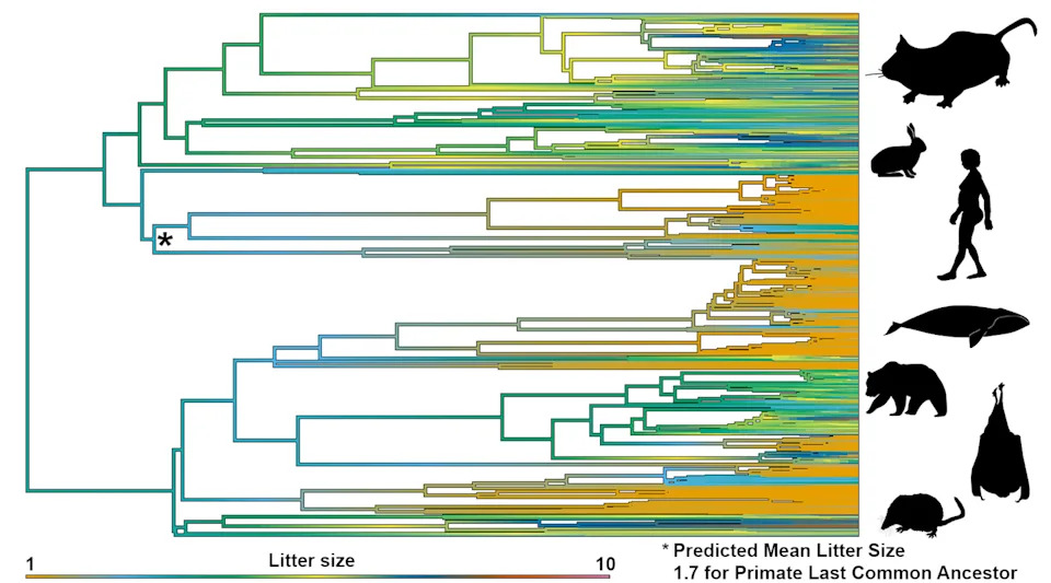 Study Finds Twin Births Were Likely the Primate Norm — Singletons Evolved Later - Image 1