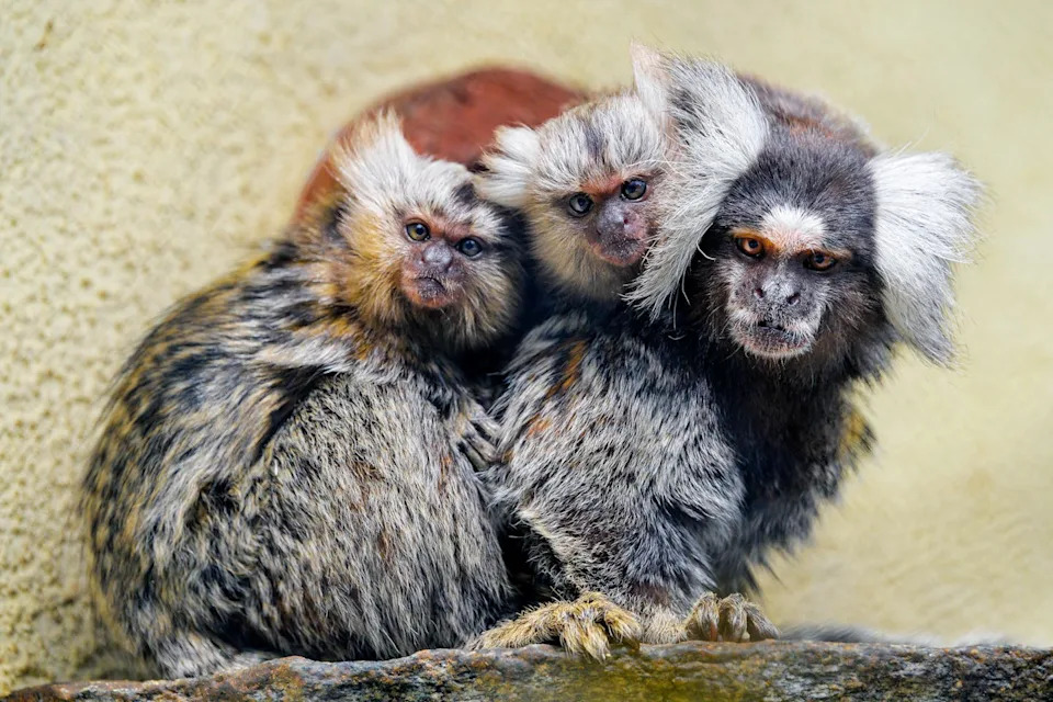 Study Finds Twin Births Were Likely the Primate Norm — Singletons Evolved Later - Image 2