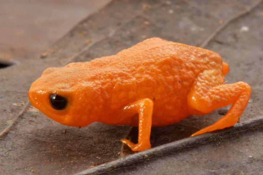 Pencil‑Tip Orange Toadlet Discovered in Southern Brazil: Bracycephalus lulai - Image 1