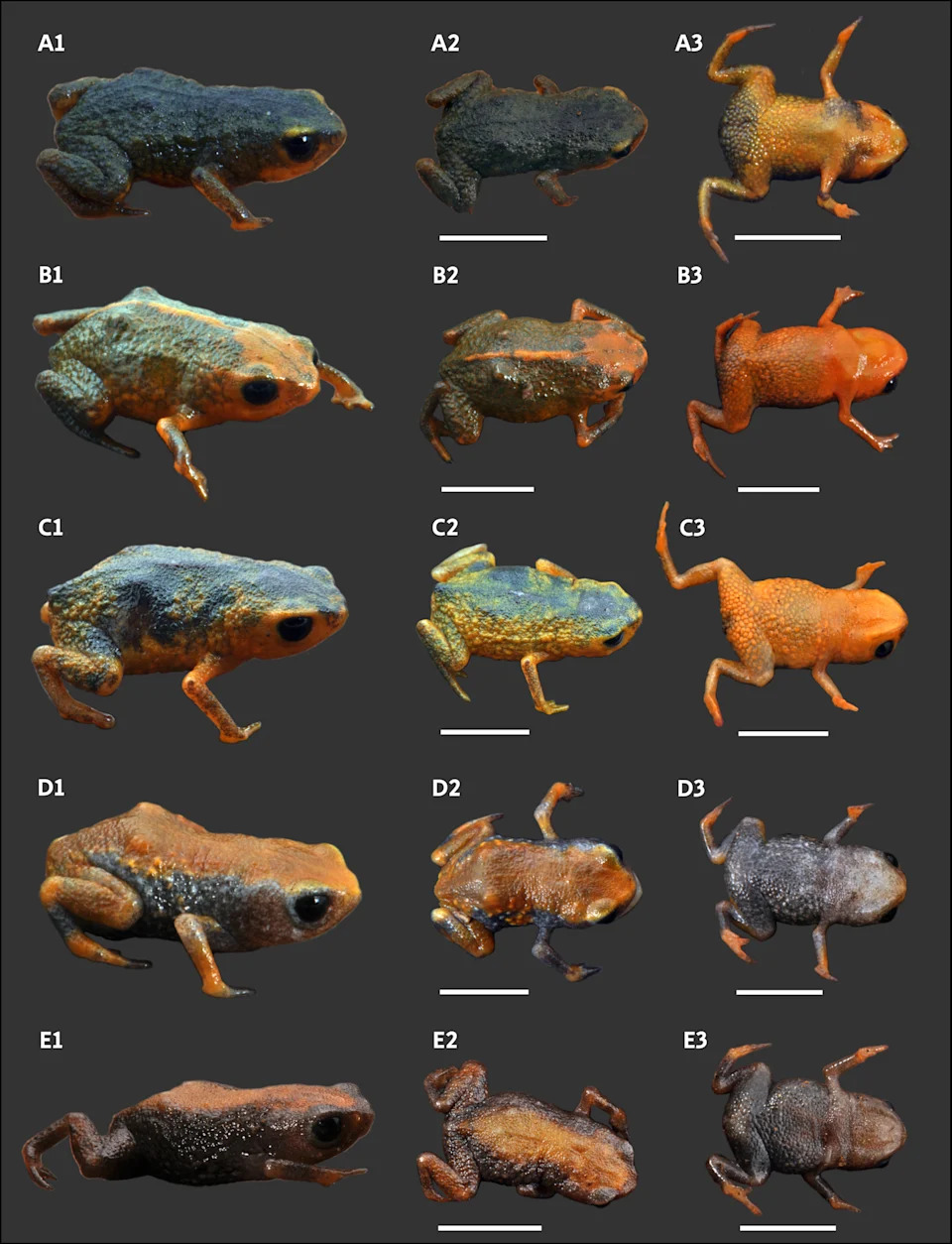 Pencil‑Tip Orange Toadlet Discovered in Southern Brazil: Bracycephalus lulai - Image 2