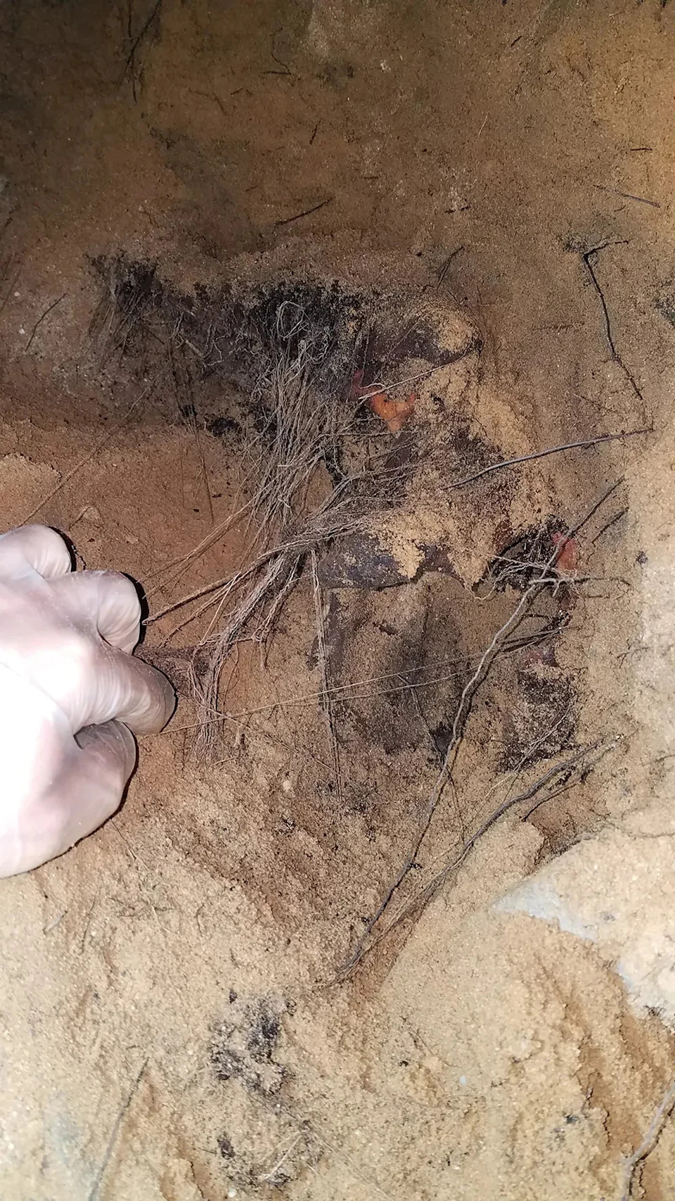 Brothers Dig Up Grandfather’s Remains in Basement, Uncover Decades of Family Secrets - Image 10